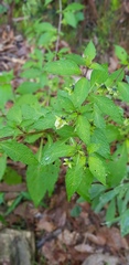 Jaltomata procumbens