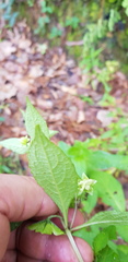 Jaltomata procumbens