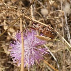 Rhynocoris erythropus
