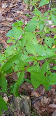 Jaltomata procumbens