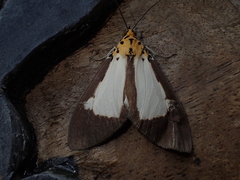 Asota albiformis