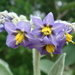 Solanum mauritianum - Photo (c) Louisa Billeter,  זכויות יוצרים חלקיות (CC BY-NC-SA)