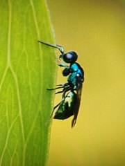 Omalus aeneus