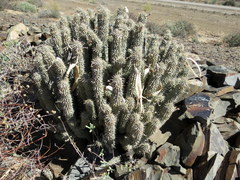 Hoodia