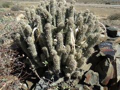 Hoodia