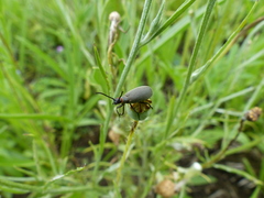 Epicauta atrata