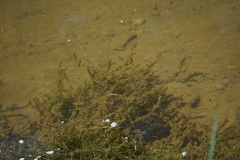 Hydrilla verticillata