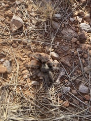 Aphonopelma peloncillo