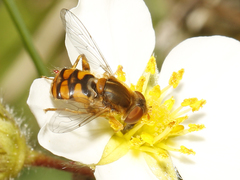 Parhelophilus obsoletus