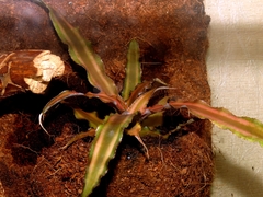 Cryptanthus bivittatus