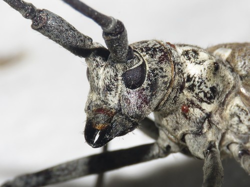 Northeastern Pine Sawyer Beetle