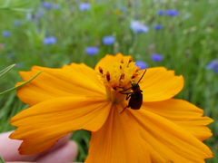Epicauta atrata