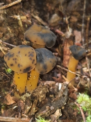 Hypomyces leotiicola