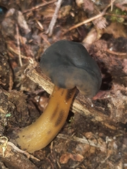 Hypomyces leotiicola