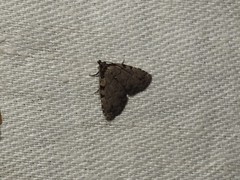 Dyspyralis puncticosta