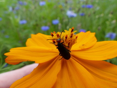 Epicauta atrata