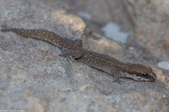 Pachydactylus geitje