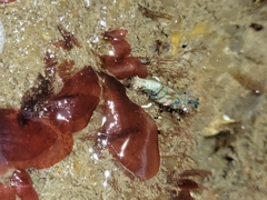 Spirontocaris prionota