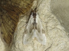 Cliniodes ostreonalis
