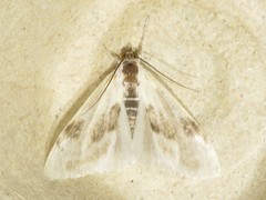 Cliniodes ostreonalis
