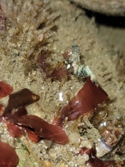 Spirontocaris prionota