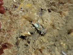 Spirontocaris prionota