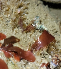 Spirontocaris prionota