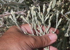 Pseudognaphalium thermale