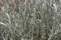 Pseudognaphalium thermale