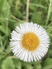 Erigeron longipes