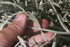 Pseudognaphalium thermale