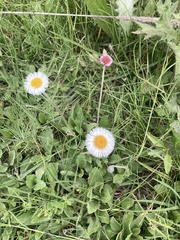 Erigeron longipes