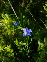 Linum julicum
