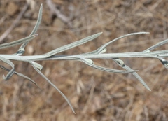 Pseudognaphalium thermale