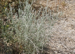 Pseudognaphalium thermale