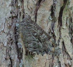 Hipparchia volgensis