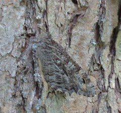 Hipparchia volgensis