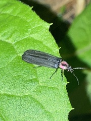 Photinus palaciosi