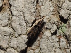 Dichomeris bilobella