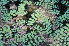 Salvinia natans
