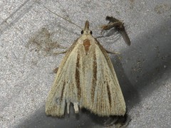 Macrochilo bivittata