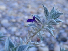 Salvia funerea
