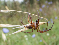 Larinioides suspicax