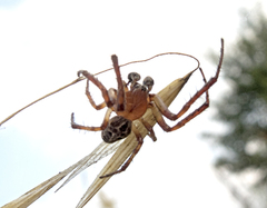Larinioides suspicax