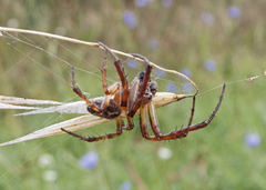 Larinioides suspicax
