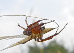 Larinioides suspicax