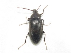 Capnochroa fuliginosa
