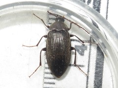 Capnochroa fuliginosa