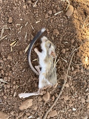 Dipodomys californicus