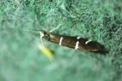 Athripsodes albifrons